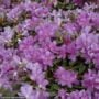 Rhododendron – Purple Gem – #2 Container